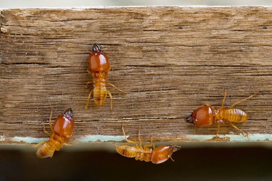diagnostic immobilier termites
